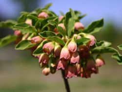 Prachtglocke, 40-60 cm, Enkianthus campanulatus, Containerware