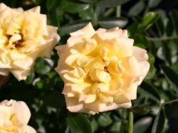Bodendeckerrose `Yellow Fairy` ®, Rosa `Yellow Fairy` ®, Wurzelware