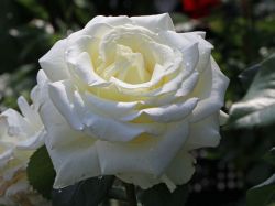 Edelrose 'Memoire' � - Rosa 'Memoire' �