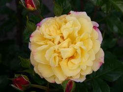 Strauchrose 'Rugelda' � - Rosa 'Rugelda' �