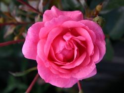 Bodendeckerrose `Sommerm�rchen` �, Rosa `Sommerm�rchen` �, Containerware