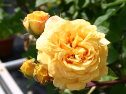Englische Rose `Yellow Charles Austin`, Rosa `Yellow Charles Austin`