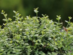 Kleinbl�ttrige Teppichspindel / Kriechspindel  'Minimus' - Euonymus fortunei 'Minimus'