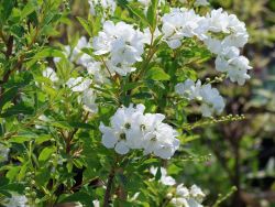 Sparriege Prunkspiere, 60-80 cm, Exochorda racemosa, Containerware