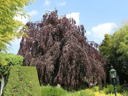 Schwarzrote Hängeblutbuche, 80-100 cm, Fagus sylvatica 'Purpurea Pendula'