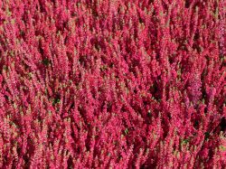 Besenheide / Sommerheide 'Dark Beauty' -S-, 10-15 cm, Containerware