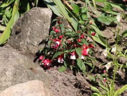 Winterharte Fuchsie `Madame Cornelissen`, 30-40 cm, Containerware