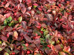 Rote Teppichbeere, 12-18 cm, Gaultheria procumbens, Containerware