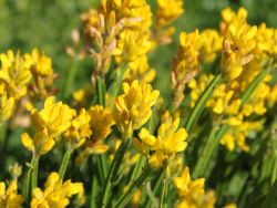 Fl�gel-Ginster - Genista sagittalis