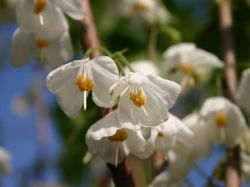 Schneegl�ckchenbaum - Halesia monticola