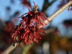 Zaubernuss 'Feuerzauber' - Hamamelis intermedia 'Feuerzauber'