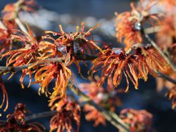 Zaubernuss 'Jelena' - Hamamelis intermedia 'Jelena'