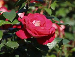 Beetrose 'Heimatmelodie' � - Rosa 'Heimatmelodie' �