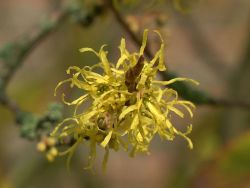 Herbstbl�hende Virginische Zaubernuss - Hamamelis virginiana