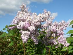 Edelflieder `Nadezhda`, 60-80 cm, Syringa vulgaris `Nadezhda`, Containerware