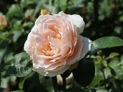 Edelrose `Andre Le Notre`, Rosa `Andre Le Notre`