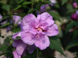 Garteneibisch 'Ardens' - Hibiscus syriacus 'Ardens'