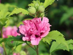 Garteneibisch 'Duc de Brabant' - Hibiscus syriacus 'Duc de Brabant'