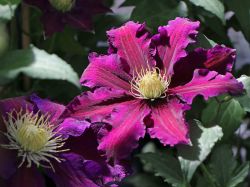 Clematis `The Vagabond` - Neuheit!, 60-100 cm, Clematis `The Vagabond` Clematis `The Vagabond` - Neuheit!, 60-100 cm, Clematis `The Vagabond`
