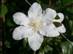 Clematis `Sylvia Denny`, 60-100 cm, Clematis `Sylvia Denny`, Containerware Clematis `Sylvia Denny`, 60-100 cm, Clematis `Sylvia Denny`, Containerware