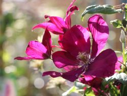 Gemischte Klematis in Sorten und Farben