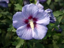 Garteneibisch 'Blue Bird' /  'Oiseau Bleu'auf Stamm - Hibiscus 'Blue Bird' / 'Oiseau Bleu'Stamm