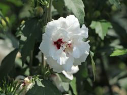 Garteneibisch `Speciosus`, 40-60 cm, Hibiscus syriacus `Speciosus` Garteneibisch `Speciosus`, 40-60 cm, Hibiscus syriacus `Speciosus`