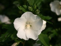 Garteneibisch `Totus Albus`, 60-80 cm, Hibiscus syriacus `Totus Albus` Garteneibisch `Totus Albus`, 60-80 cm, Hibiscus syriacus `Totus Albus`