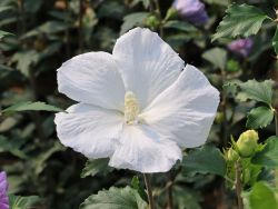 Garteneibisch `William R. Smith`, 40-60 cm, Hibiscus syriacus `William R. Smith` Garteneibisch `William R. Smith`, 40-60 cm, Hibiscus syriacus `William R. Smith`