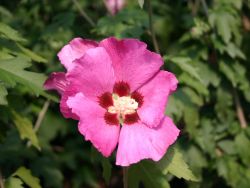 Garteneibisch `Woodbridge`, 60-80 cm, Hibiscus syriacus `Woodbridge` Garteneibisch `Woodbridge`, 60-80 cm, Hibiscus syriacus `Woodbridge`