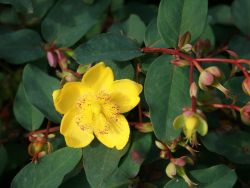 Hohes Johanniskraut, 20-30 cm, Hypericum moserianum, Containerware