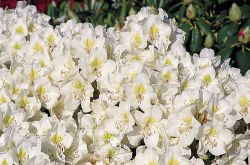 Rhododendron 'Cunningham's Snow White', in mehreren Größen lieferbar z. B. 30 - 40 cm ab 21,80 Euro