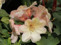 Rhododendron Hybride `Gordian`, 40-50 cm, Containerware