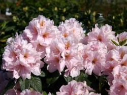 Rhododendron Hybride `Madleen`, 40-50 cm, Containerware