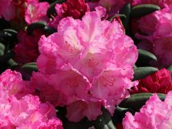 Rhododendron Hybride `Mazurka`, 30-40 cm, Containerware