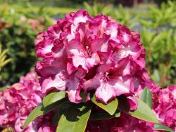 Rhododendron `Midnight Mystique`, 40-50 cm, Containerware
