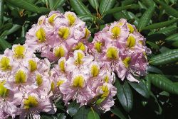 Rhododendron `Mrs. Anthony Waterer`, 30-40 cm, Containerware