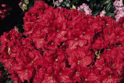 Rhododendron 'Rabatz' � - Rhododendron Hybride 'Rabatz' �