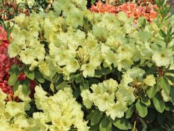Rhododendron `Simson`, Rhododendron Hybride `Simson`