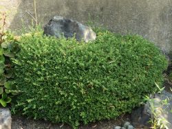 L�ffel- oder Japanischer Ilex crenata`Convexa` , 40-50 cm, Containerware