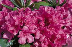 Rhododendron `Ursine`, Rhododendron Hybride `Ursine`