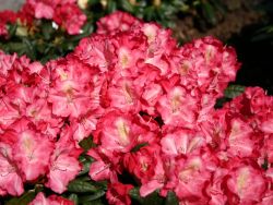 Rhododendron `Priscilla`, Rhododendron yakushimanum `Priscilla`