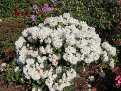 Rhododendron `Seidenglanz`, Rhododendron yakushimanum `Seidenglanz`