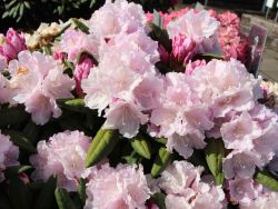 Rhododendron `Trinity`, Rhododendron yakushimanum `Trinity`