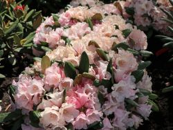 Rhododendron `Wanna Bee`, Rhododendron yakushimanum `Wanna Bee`