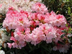 Rhododendron `Yaku Sunrise`, Rhododendron yakushimanum `Yaku Sunrise`