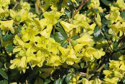 Rhododendron `Eileen`, Rhododendron ambiguum `Eileen`
