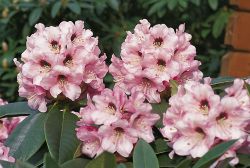 Rhododendron `Monteverdi`, Rhododendron calophytum `Monteverdi`