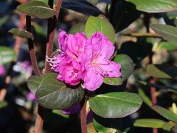 Rhododendron `Regal`, Rhododendron carolinianum `Regal`