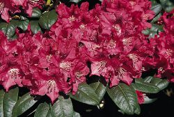 Rhododendron `Rotraud`, 25-30 cm, Rhododendron clementinae `Rotraud` Rhododendron `Rotraud`, 25-30 cm, Rhododendron clementinae `Rotraud`